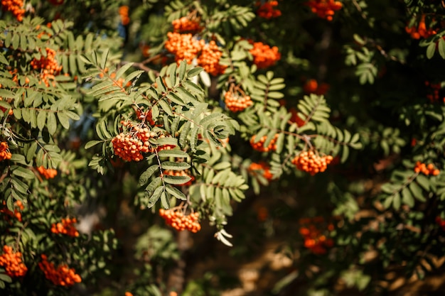 Albero ornamentale con bacche di sorbo arancione in giardino al sole