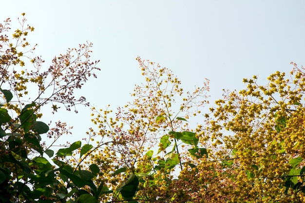 Albero ospite di Tahongai Kleinhovia hospita conosciuto come Katimaha Indonesia fiori e semi rosa