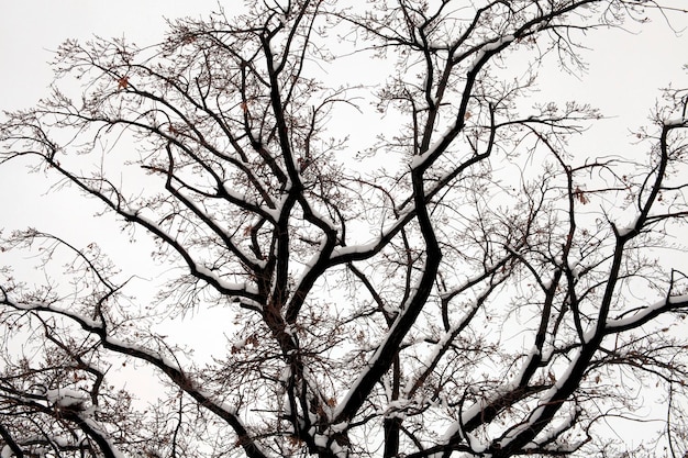 Albero Paesaggio invernale