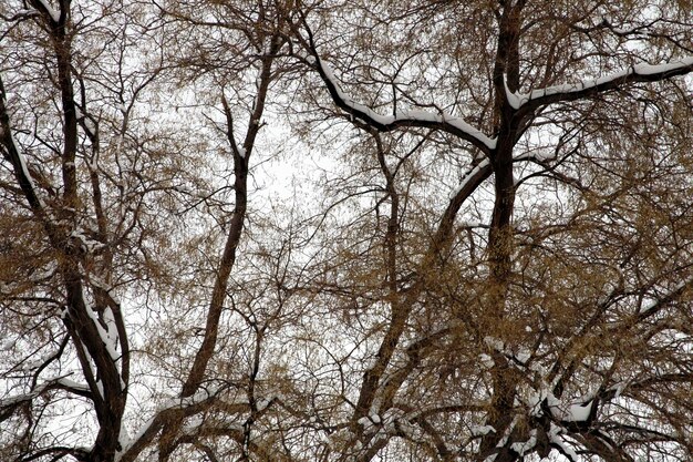 Albero Paesaggio invernale