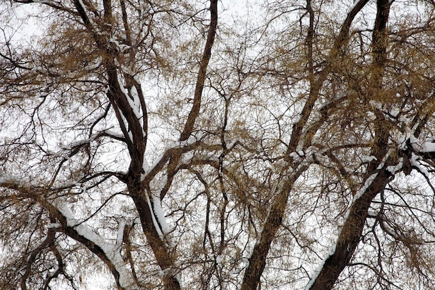 Albero Paesaggio invernale