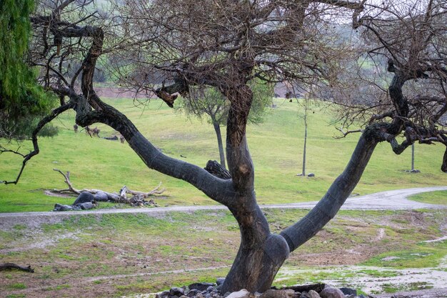 Albero paesaggio sfondo verde pioggia piove