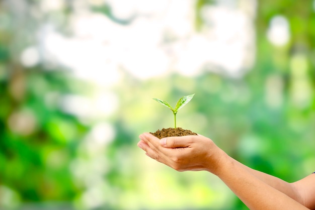 Albero piantato in mano umana con sfondo verde naturale concetto di crescita delle piante e protezione ambientale.