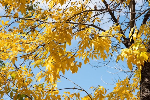 Albero pieno di foglie autunnali gialle