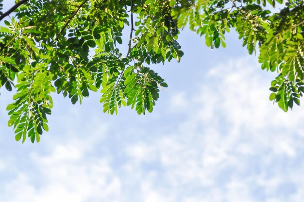 Albero piovoso o Samanea saman LEGUMINOSAE MIMOSOIDEAE