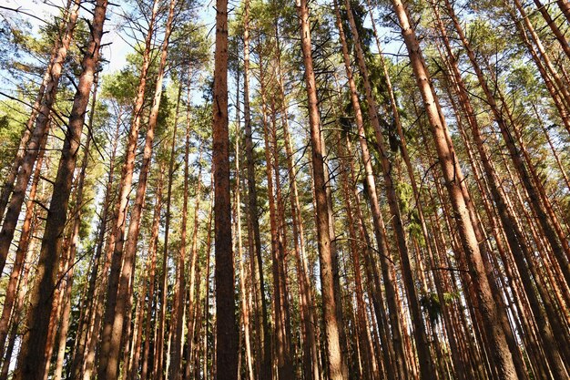 Albero primaverile Bellissimo mandorlo fiorito