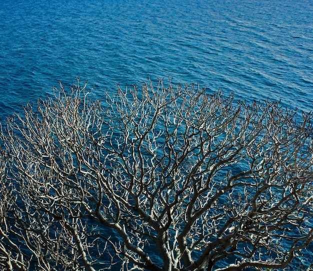 Albero ramificato secco su uno sfondo di mare blu Mare Adriatico