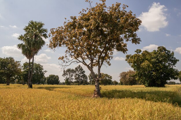 Albero, risaie verdi e il cielo