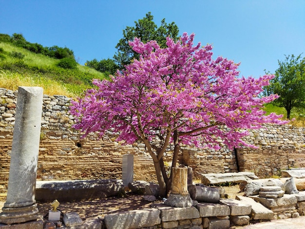 albero rosa cielo blu