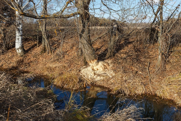 Albero rosicchiato dai castori sulla riva del fiume