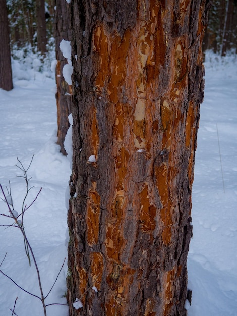 Albero rosicchiato nella foresta invernale