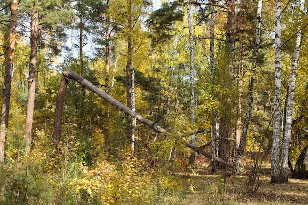 Albero rotto nella foresta autunnale. Avvicinamento.