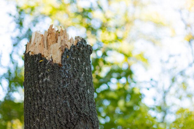 Albero rotto su uno sfocato