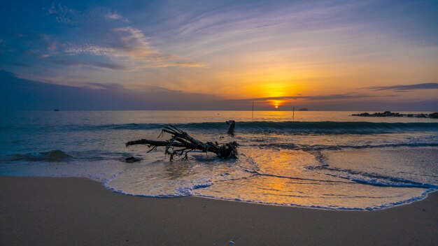 Albero Sand Sea Beach Island All&#39;alba