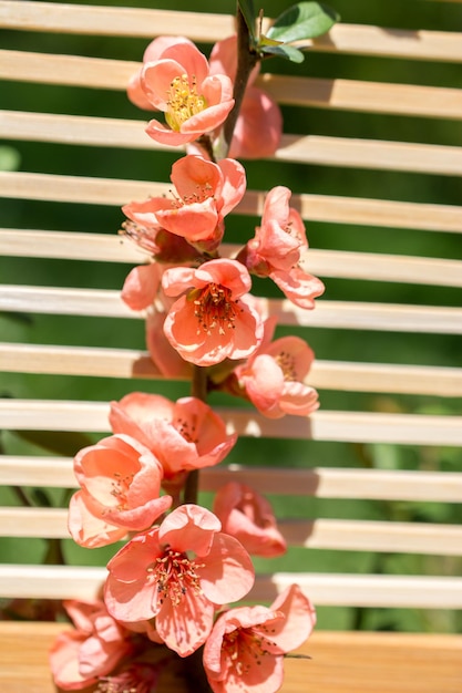 Albero sbocciano bellissimi fiori su uno sfondo