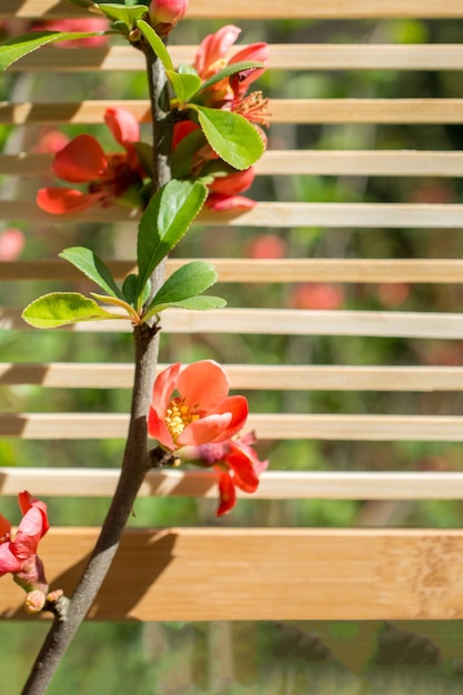 Albero sbocciano bellissimi fiori su uno sfondo