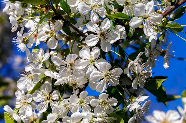 Albero sbocciante della ciliegia con un&#39;infiorescenza bianca.