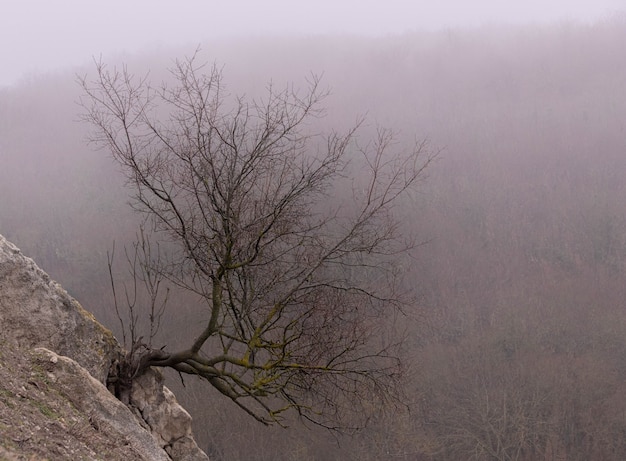 Albero scuro solitario nella nebbia gotica.