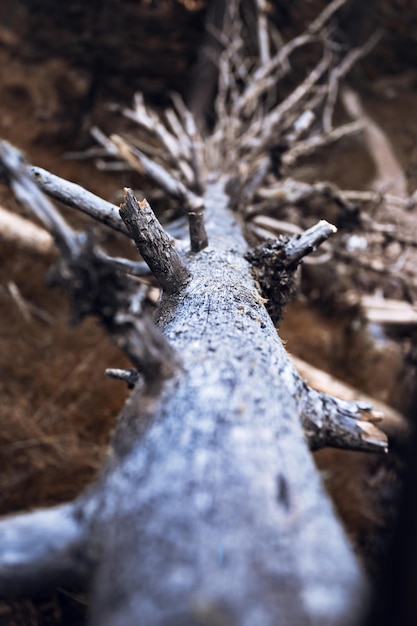 Albero secco caduto nella foresta - sfondo astratto