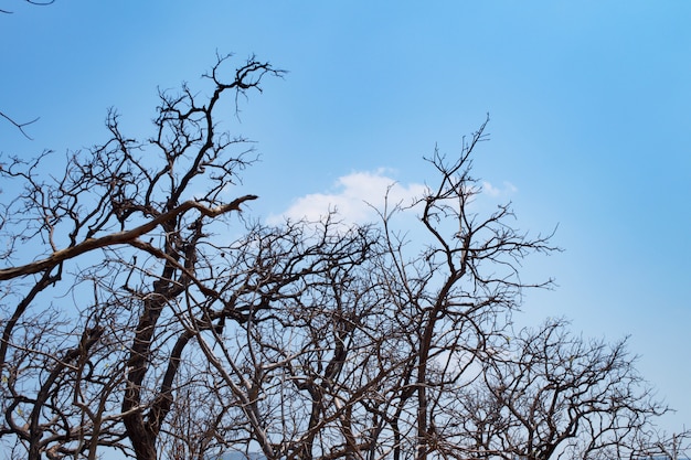 Albero secco con cielo blu e nuvole bianche al Parco nazionale Op Luang, caldo, Chiang Mai, Thaila