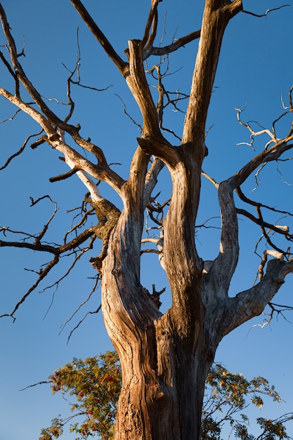 Albero secco contro il cielo blu