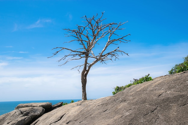 Albero secco da solo