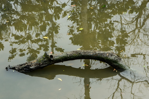 Albero secco nell&#39;acqua.