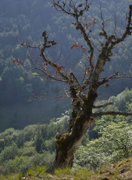 Albero secco nella foresta