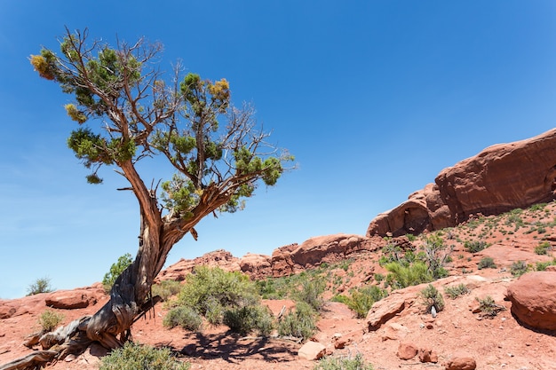 Albero secco nella valle del deserto.