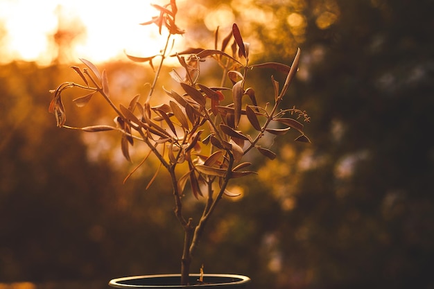 Albero secco per mancanza d'acqua, siccità.