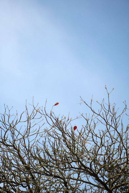 Albero secco senza foglie con cielo sereno nel cielo blu autunnale