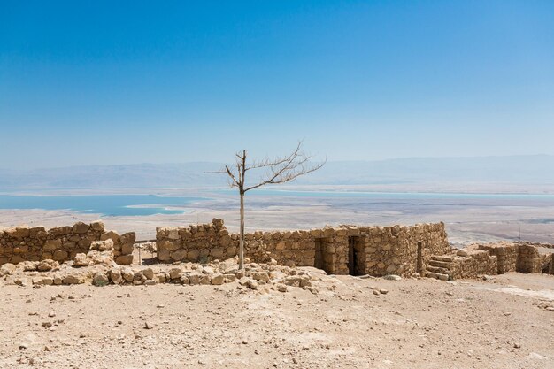 Albero secco solitario a Masada National Pakk