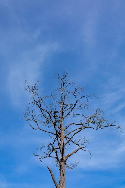 Albero secco su sfondo blu cielo