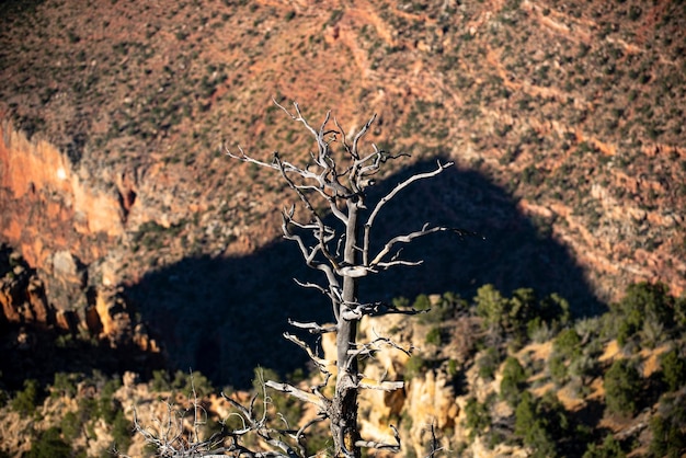 Albero secco sulla valle della morte canyon di roccia rossa paesaggio panoramico parco nazionale del canyon vista di un deserto m