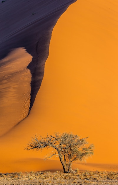 Albero secco vicino a dune e cielo blu