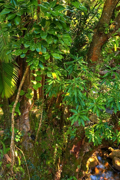 Albero selvatico alto che cresce in una foresta verde nelle Hawaii USA Una tranquilla foresta pluviale nella natura con viste panoramiche su motivi e strutture naturali Nascosto in una giungla dove si trovano pace, armonia e zen