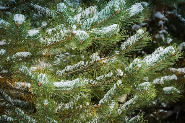 Albero sempreverde sotto la neve