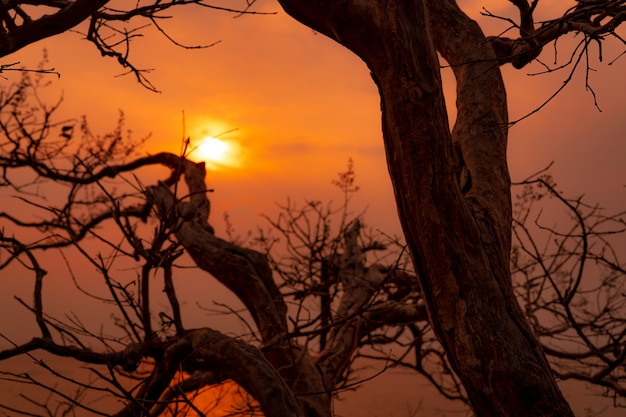 Albero sfrondato della bella siluetta e cielo di tramonto. Romantica e tranquilla scena di sole e cielo dorato al tramonto con rami di bellezza. La bellezza della natura. Sfondo vista tramonto.