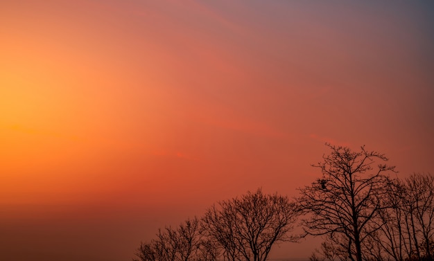 Albero sfrondato della bella siluetta e cielo di tramonto