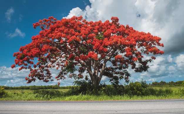 Albero sgargiante dal lato della strada con illuminazione esterna del sole