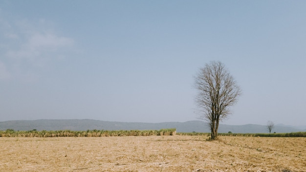 albero singolo