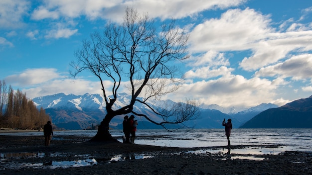 Albero solitario a Wanaka