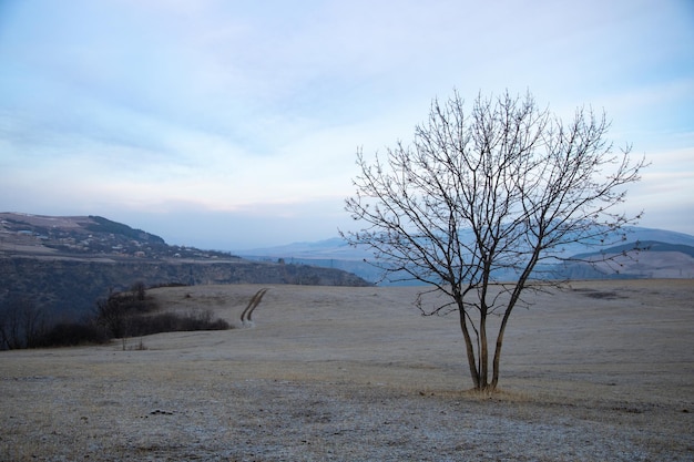 Albero solitario Albero secco nel paesaggio