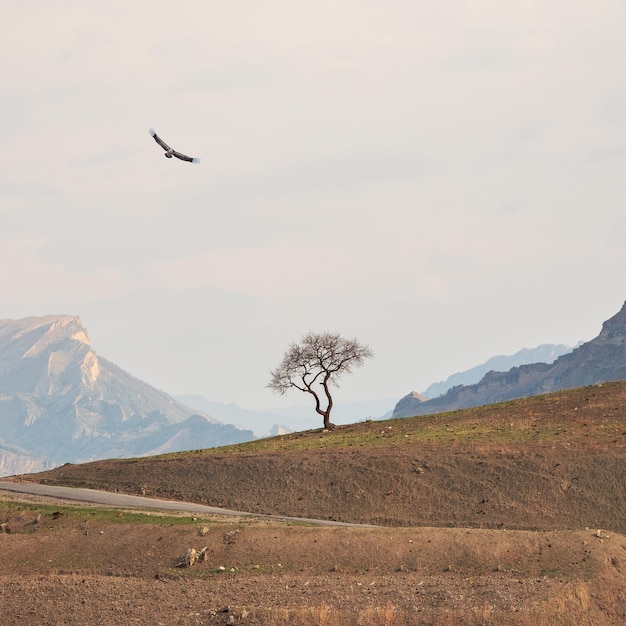 Albero solitario che cresce in cima alla scogliera. Albero verde che cresce in cima alla roccia. Drammatico scenario alpino con valle di alta montagna alla luce del sole sotto il cielo nuvoloso rosa. Sfondo quadrato.