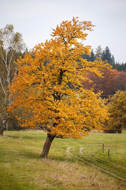 Albero solitario con foglie autunnali