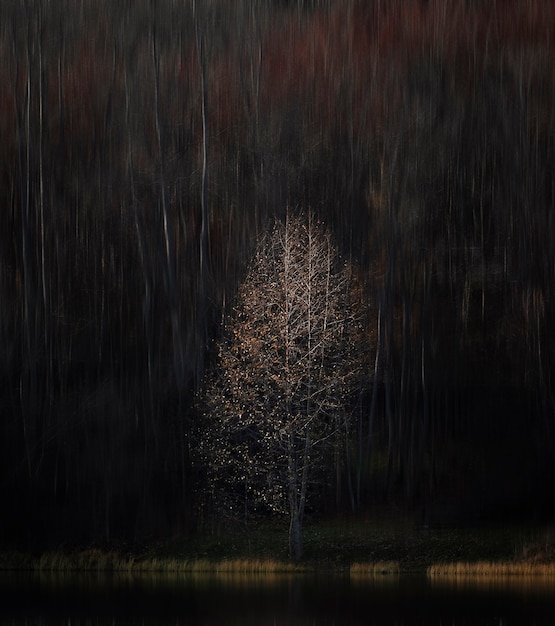 Albero solitario con foglie d'oro sullo sfondo di una foresta oscura. Scenario lunatico in chiave oscura