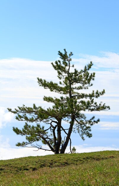 Albero solitario di pino sul cielo