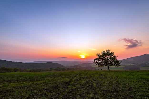 Albero solitario in campo all'ora del tramonto