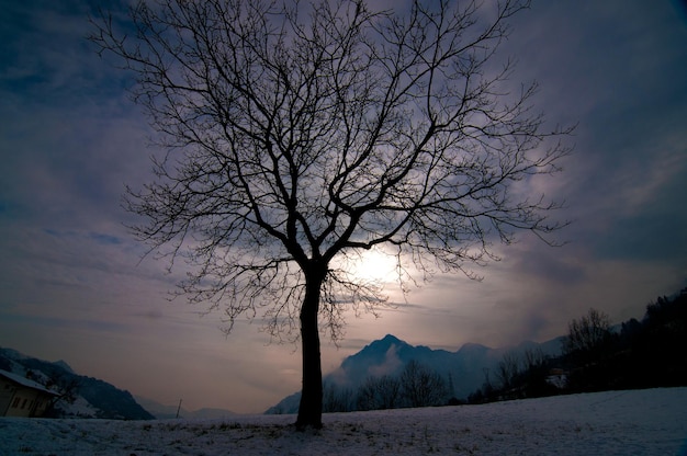 Albero solitario in inverno