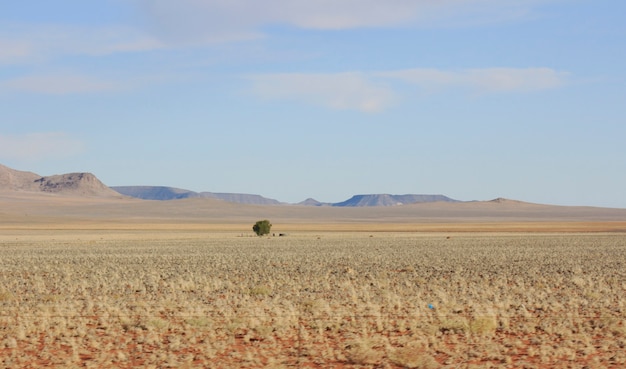 Albero solitario in mezzo al nulla